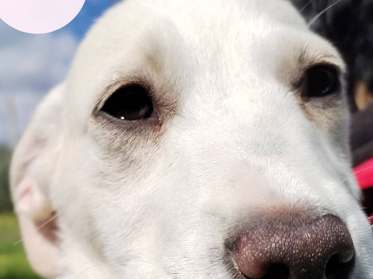 Adotta il cane LIA a Cosenza