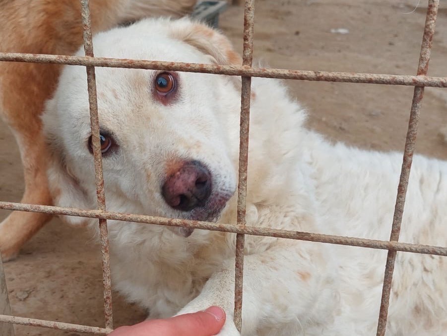 Adozione cane, femmina, Razza sconosciuta Razza sconosciuta, 5 anni  e 5 mesi , taglia grande, Torino