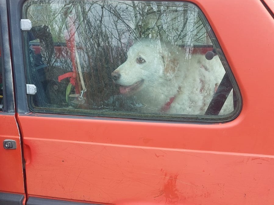 Adotta un cane, femmina, 5 anni  e 5 mesi , Torino