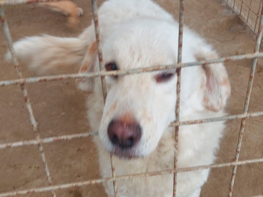 Adotta un cane, taglia grande, femmina, Torino