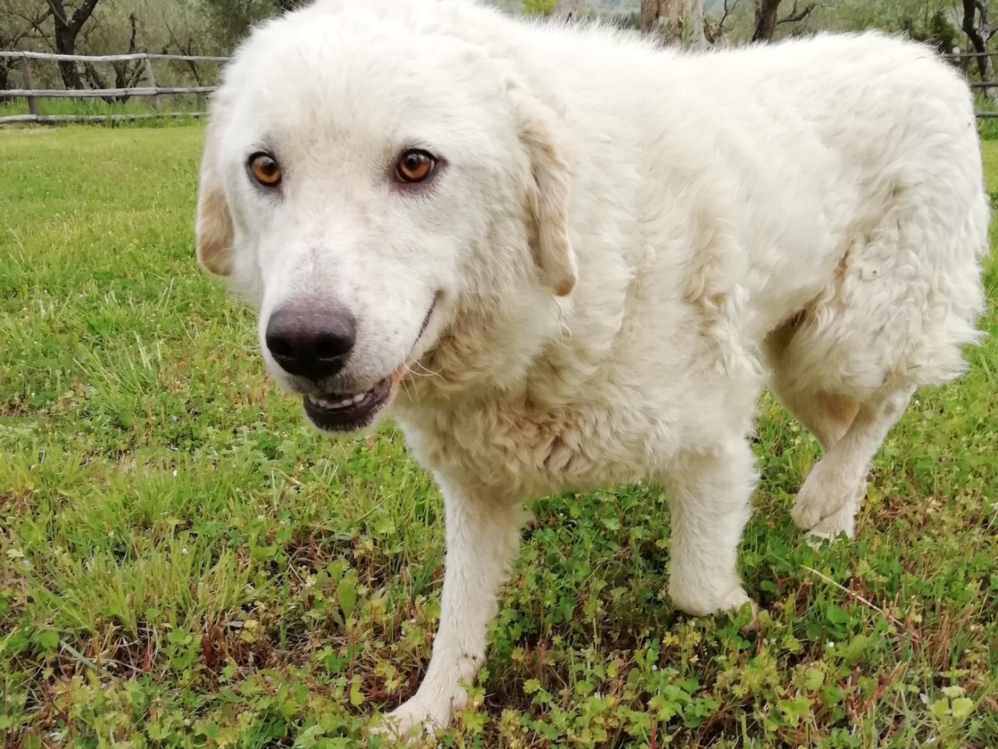 Vuoi adottare un cane a Torino?