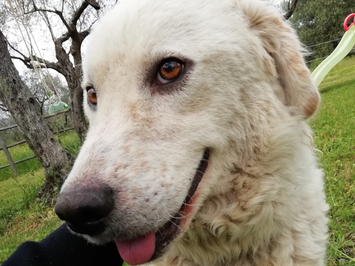 Adotta il cane Zampa a Torino