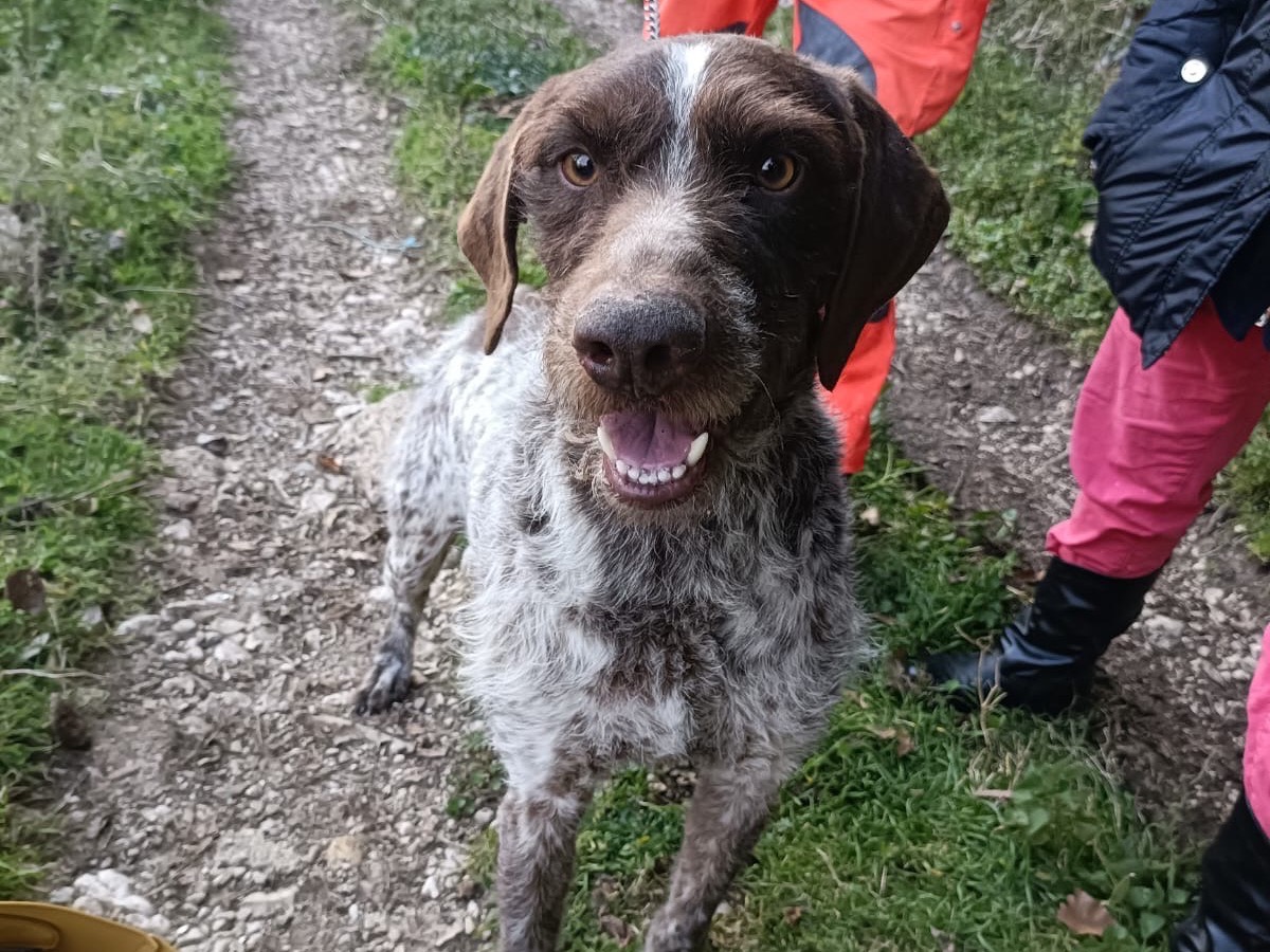 Adotta un cane, maschio, 6 anni  e 1 mese, Salerno
