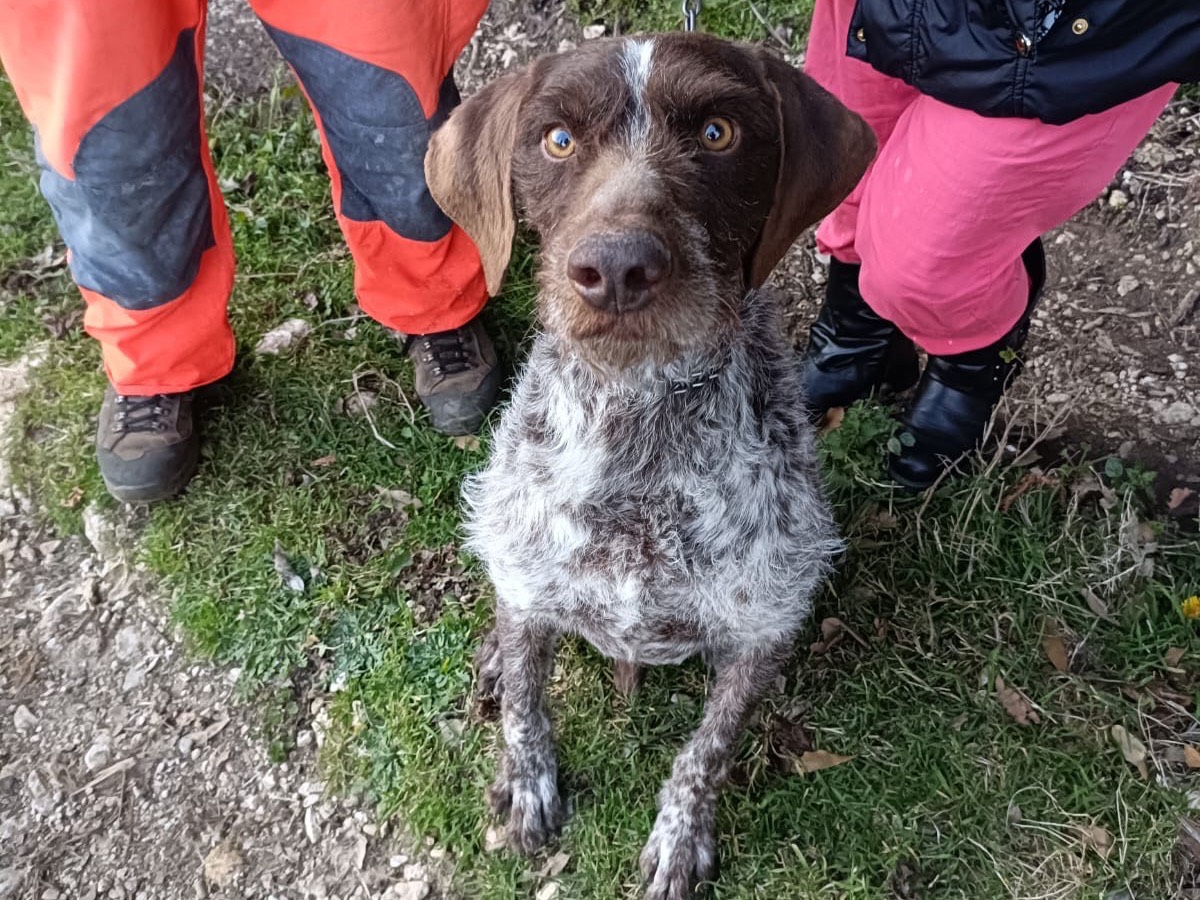 Vuoi adottare un cane a Salerno?