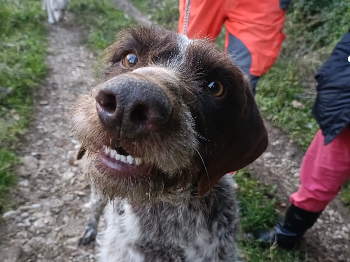 Adotta il cane Jack a Salerno