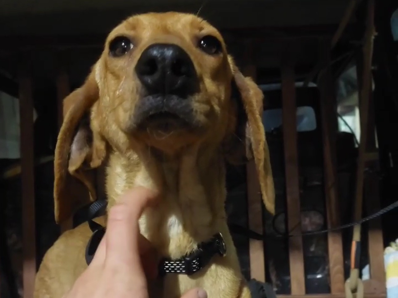 Adotta un cane, femmina, 8 mesi, Salerno