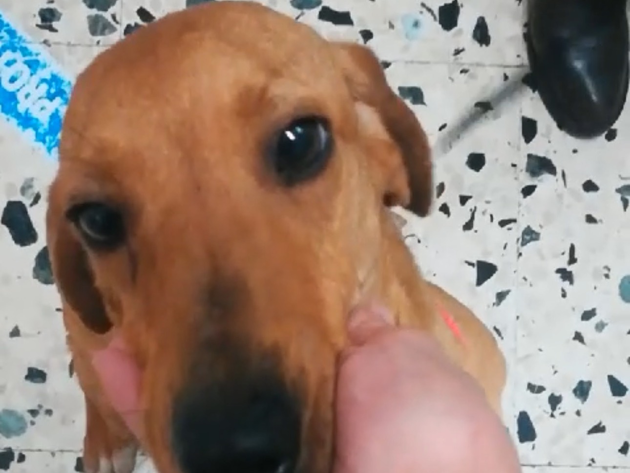 Adotta un cane, taglia media contenuta, femmina, Salerno