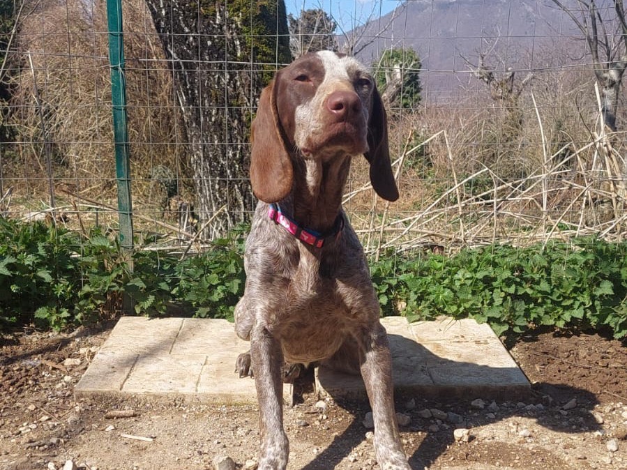 Adozione cane, femmina, Bracco Razza sconosciuta, 11 mesi, taglia media contenuta, Salerno