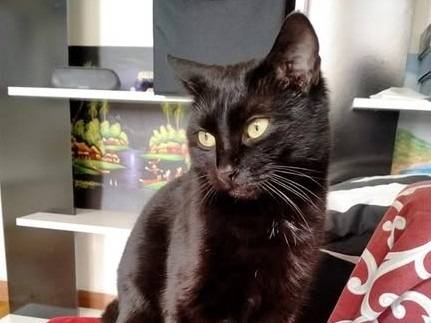 Adozione gatto, femmina, Razza sconosciuta Razza sconosciuta, 1 anno, taglia non valida, Torino