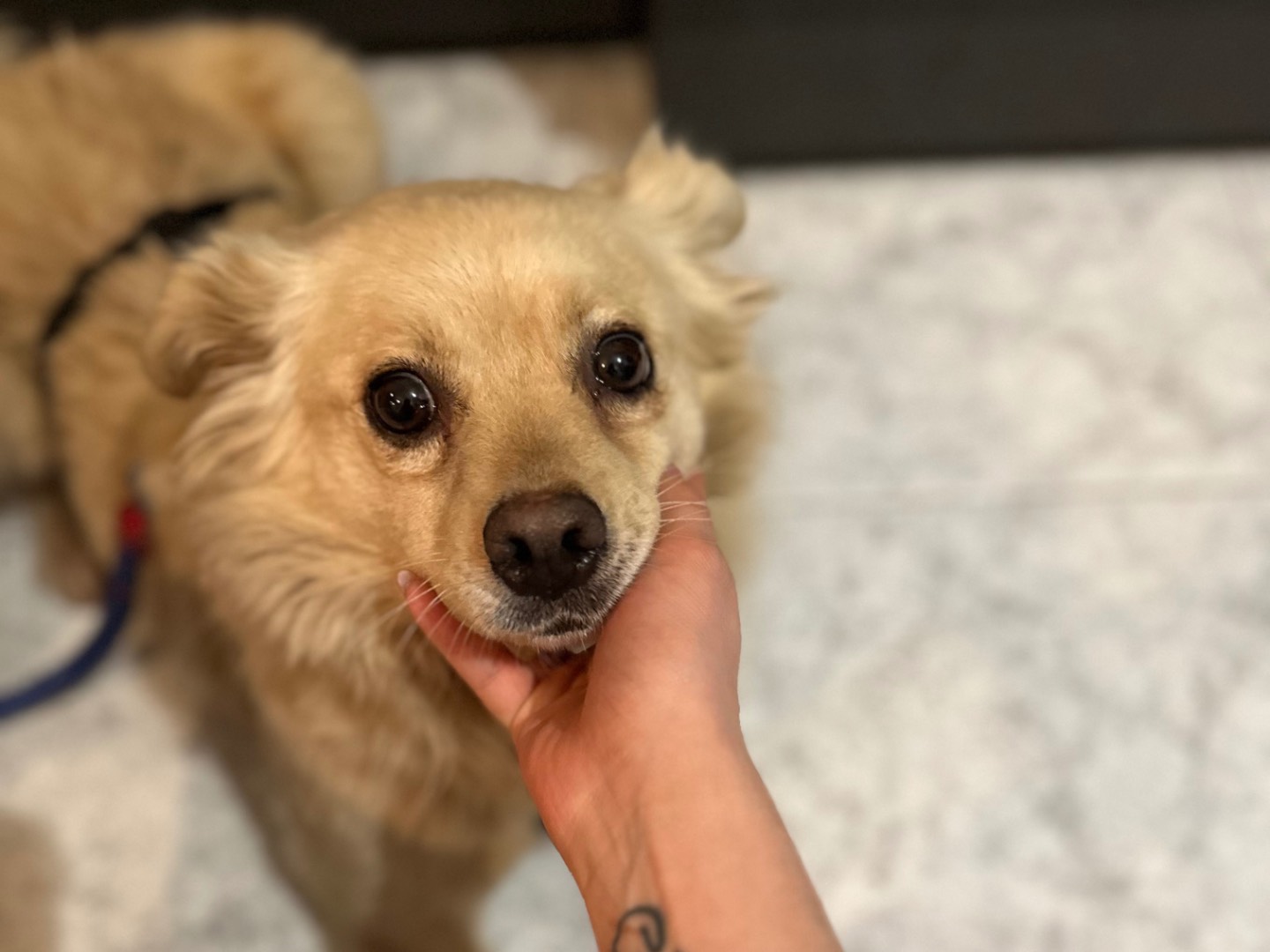 Adozione cane, femmina, Razza sconosciuta Razza sconosciuta, 4 anni  e 1 mese, taglia media contenuta, Salerno