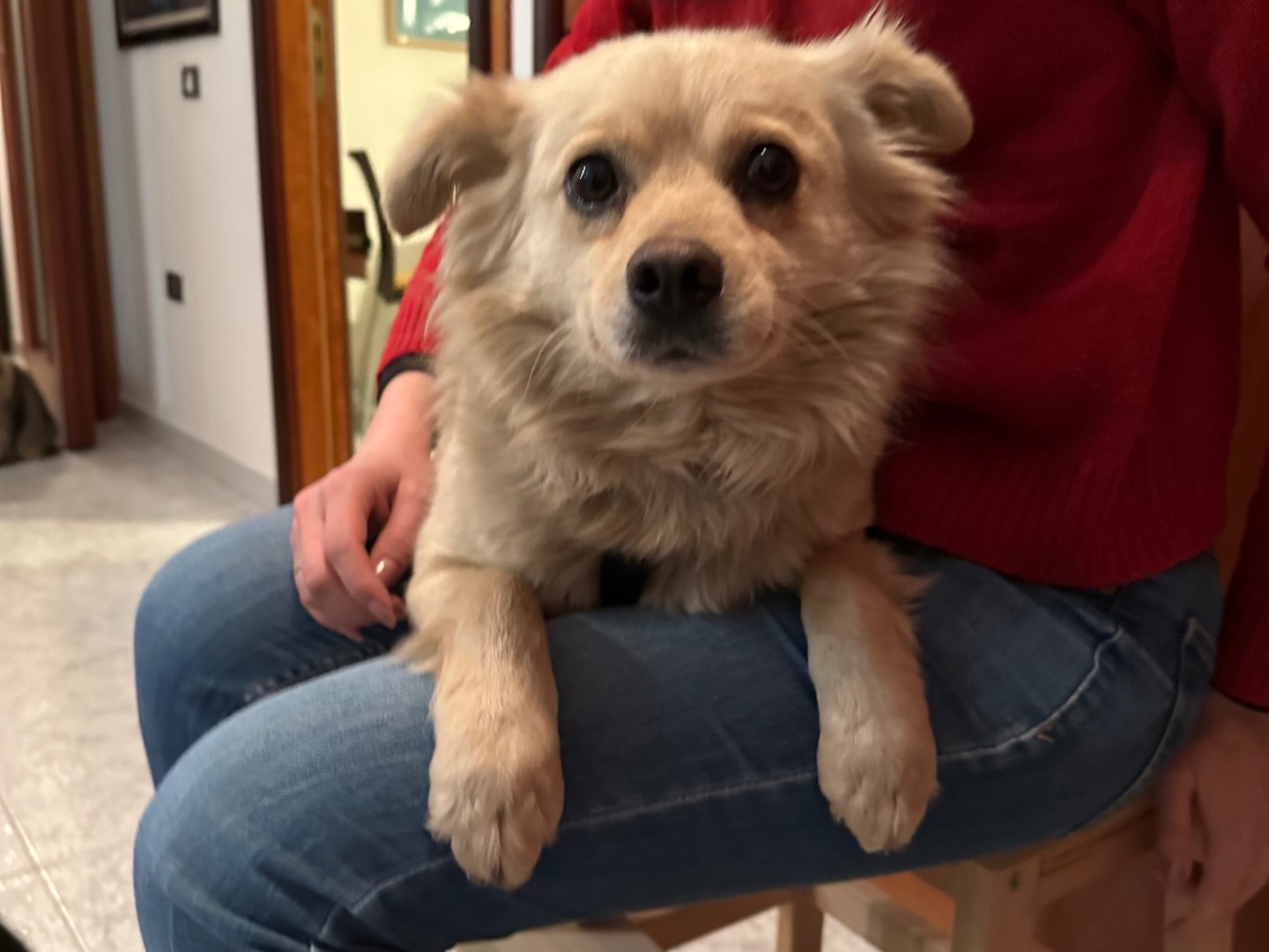 Adotta un cane, taglia media contenuta, femmina, Salerno