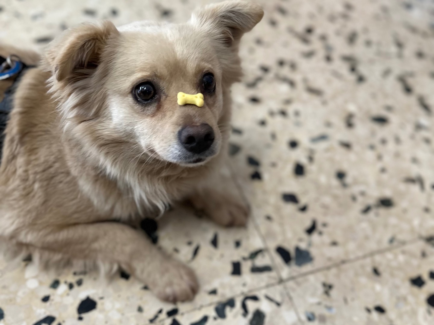 Vuoi adottare un cane a Salerno?