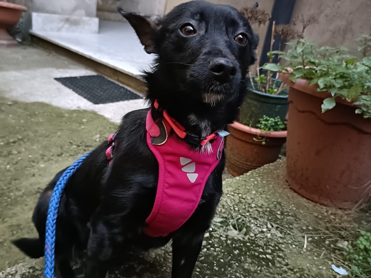 Adotta un cane, femmina, 1 anno e 11 mesi , Salerno