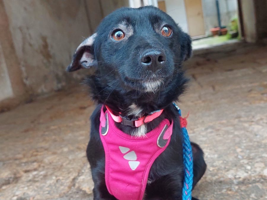 Vuoi adottare un cane a Salerno?
