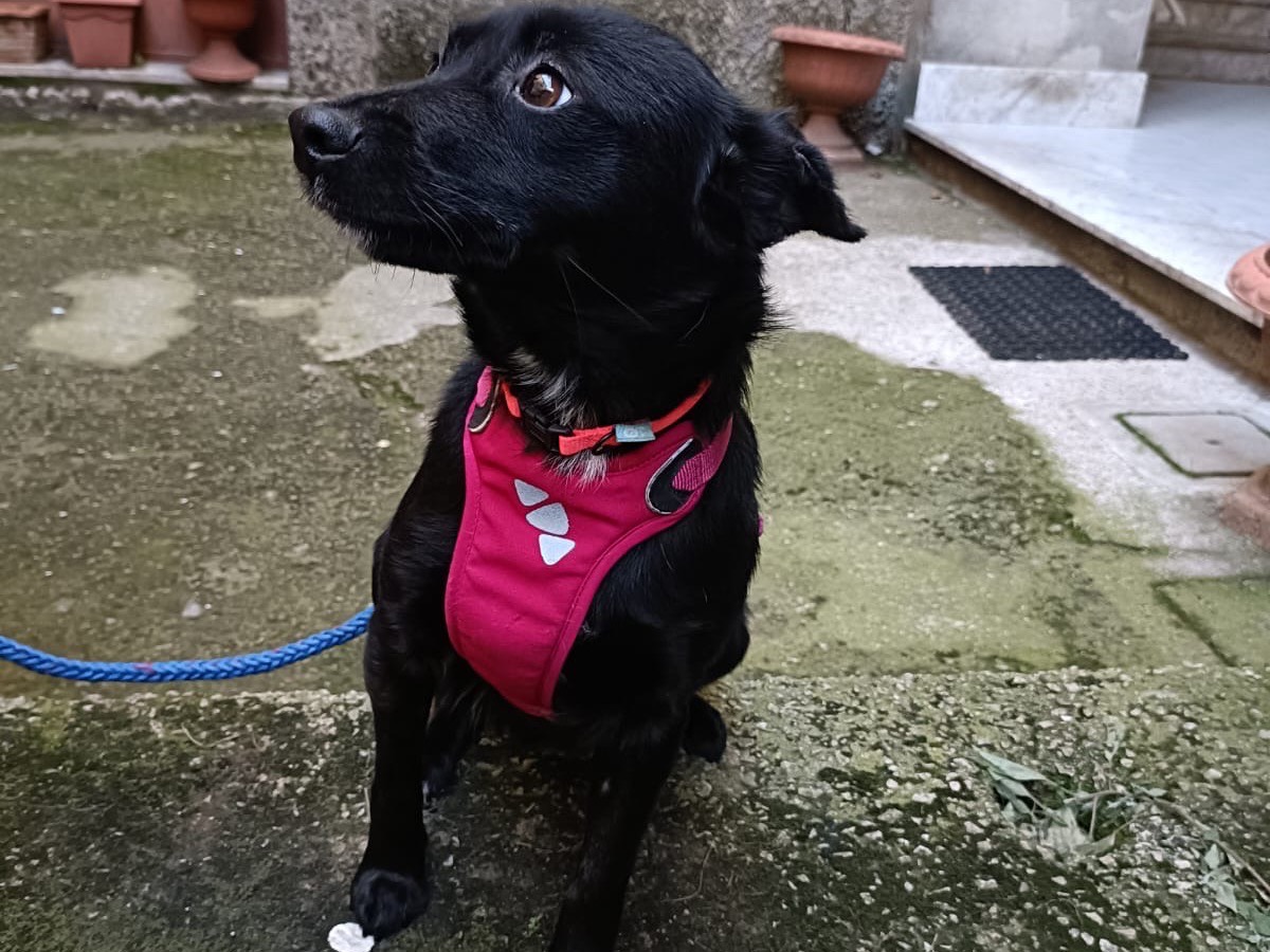 Adotta il cane Zorua a Salerno