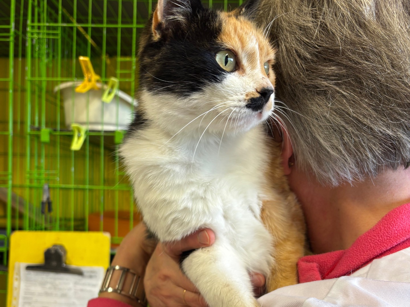 Adozione gatto, femmina, Razza sconosciuta Razza sconosciuta, 1 anno e 11 mesi , taglia non valida, Brescia
