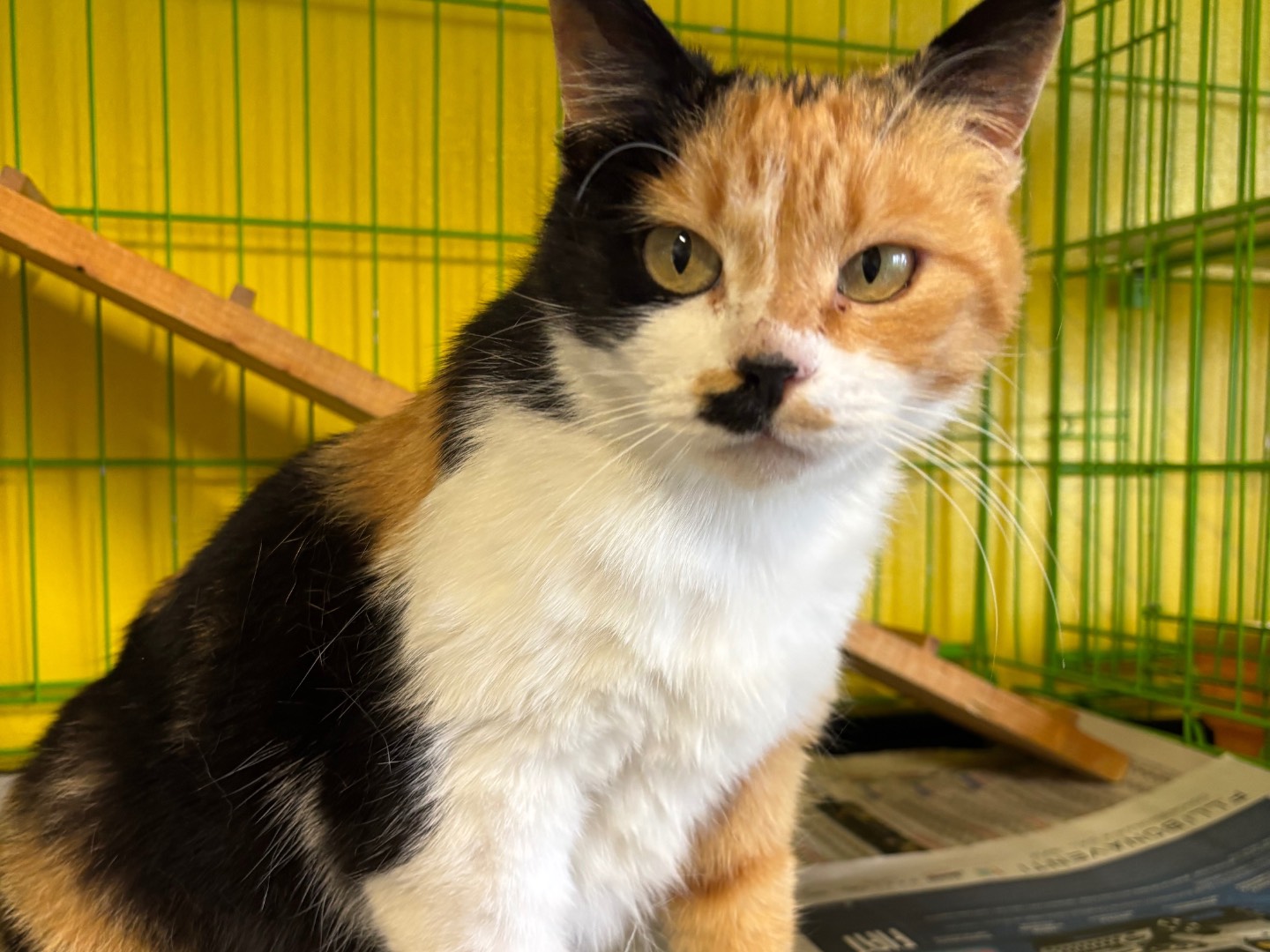 Adotta un gatto, femmina, 1 anno e 11 mesi , Brescia