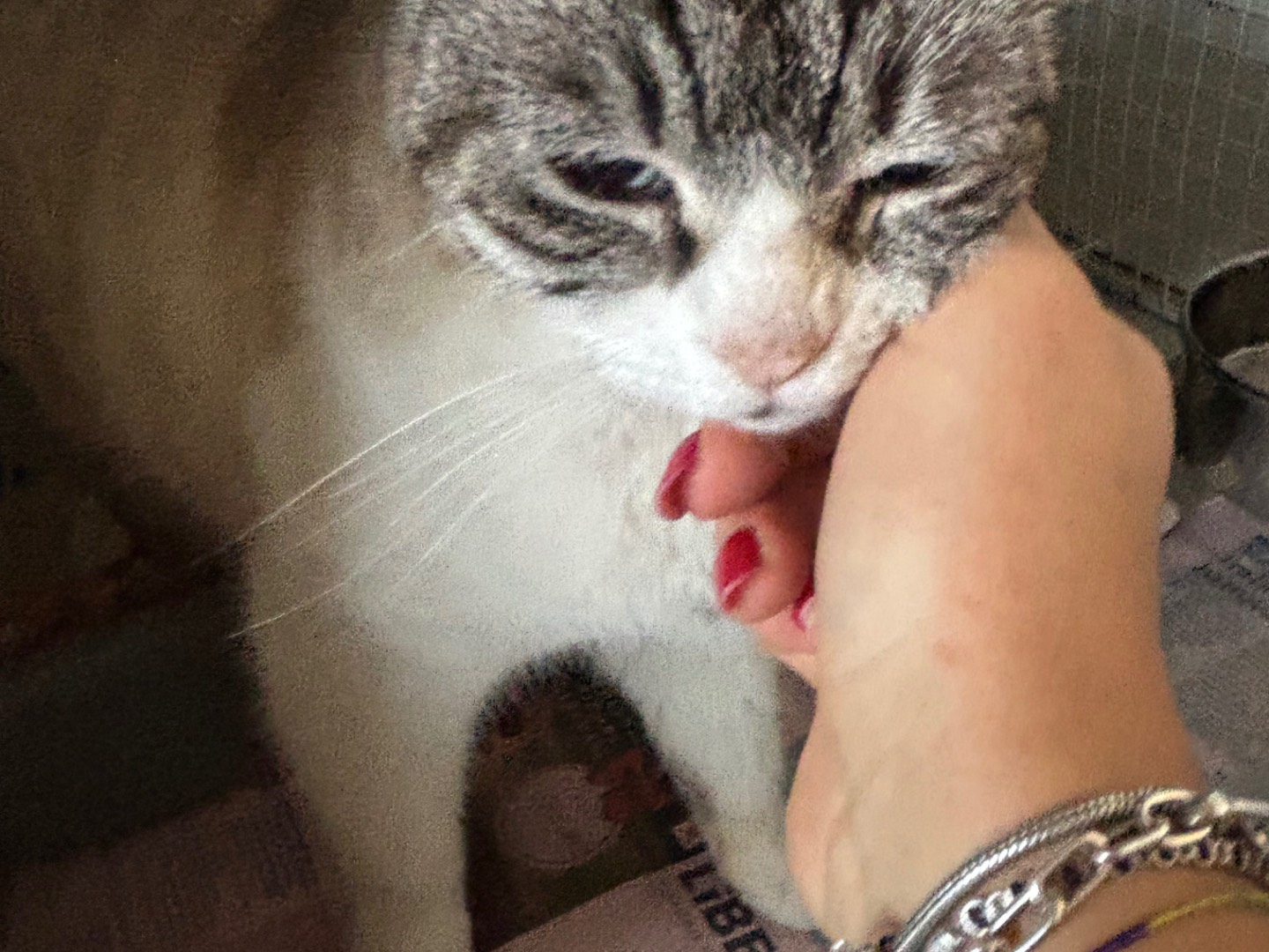 Adotta un gatto, femmina, 3 anni  e 11 mesi , Brescia