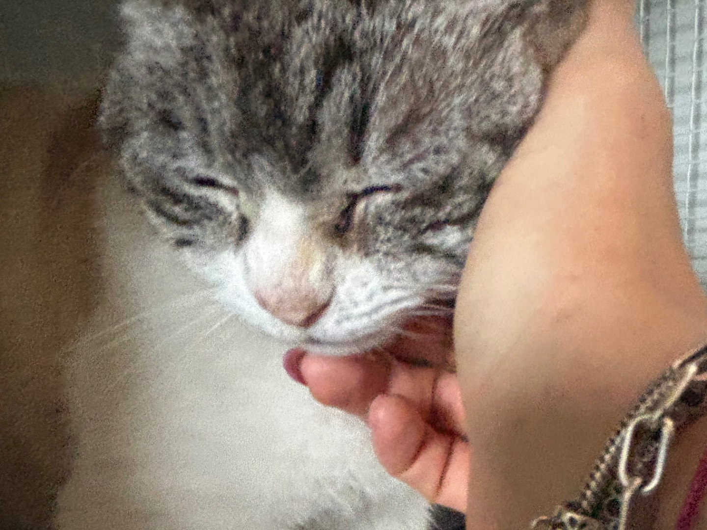 Adotta un gatto, taglia non valida, femmina, Brescia