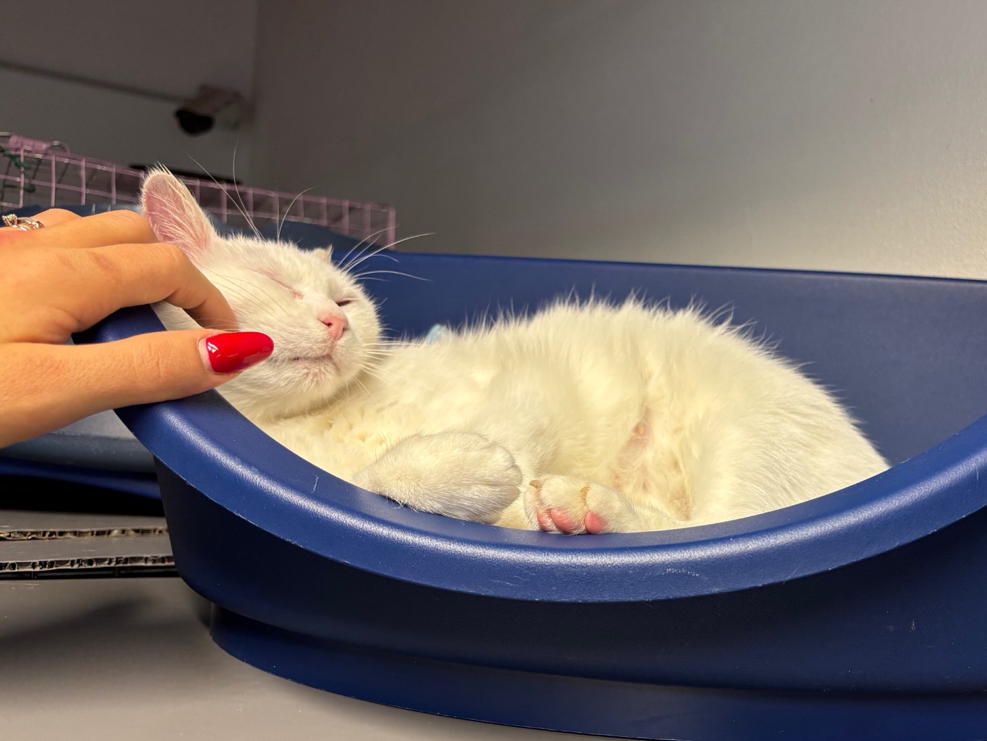 Adotta un gatto, femmina, 8 anni  e 11 mesi , Brescia