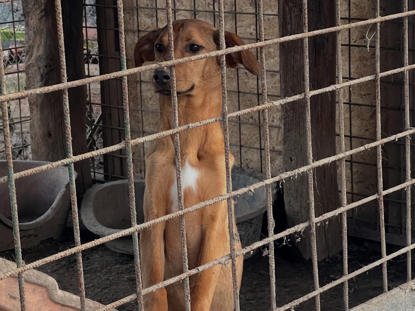 Foto dell'animale