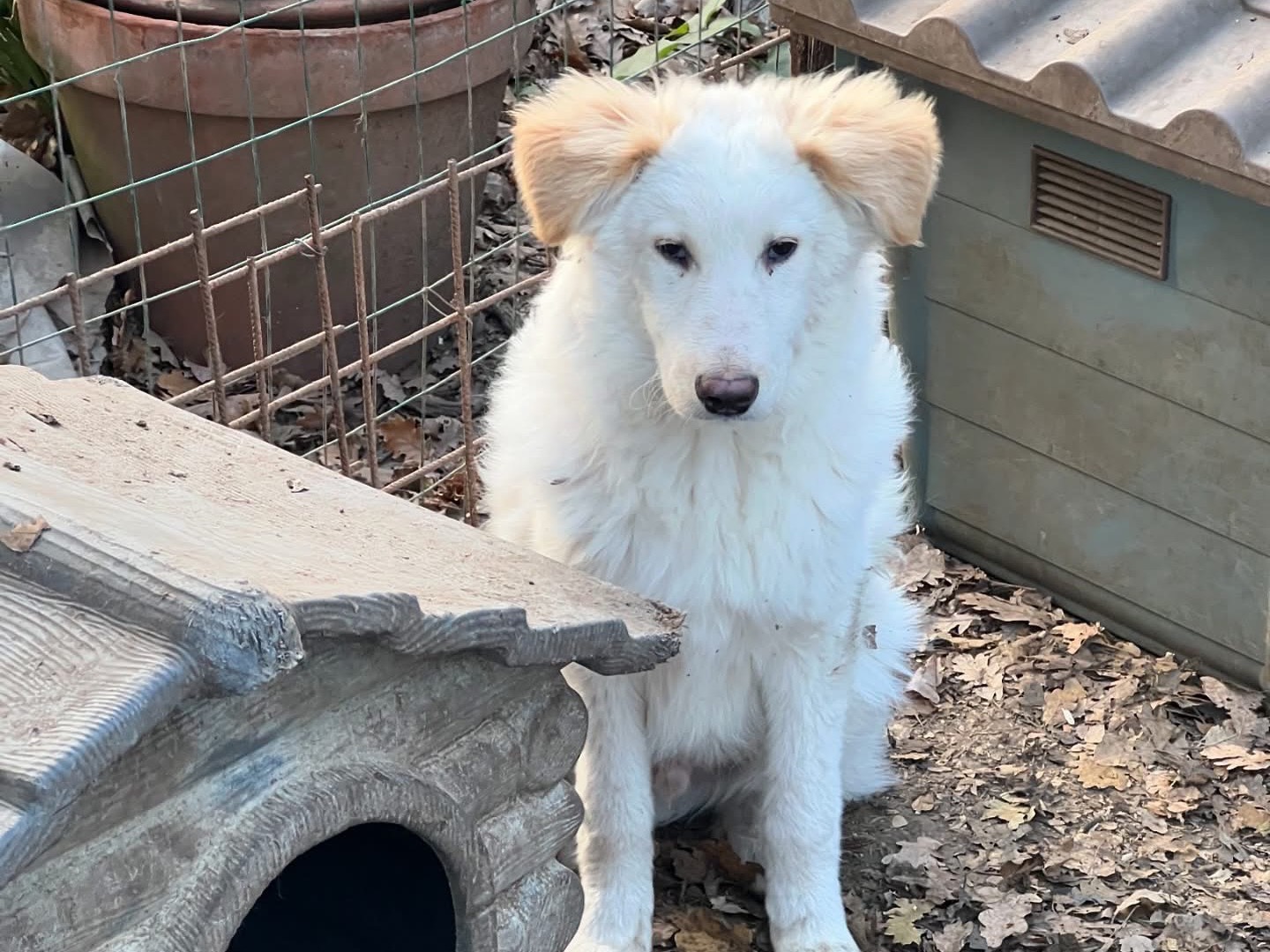 Adotta un cane, taglia media contenuta, maschio, Roma