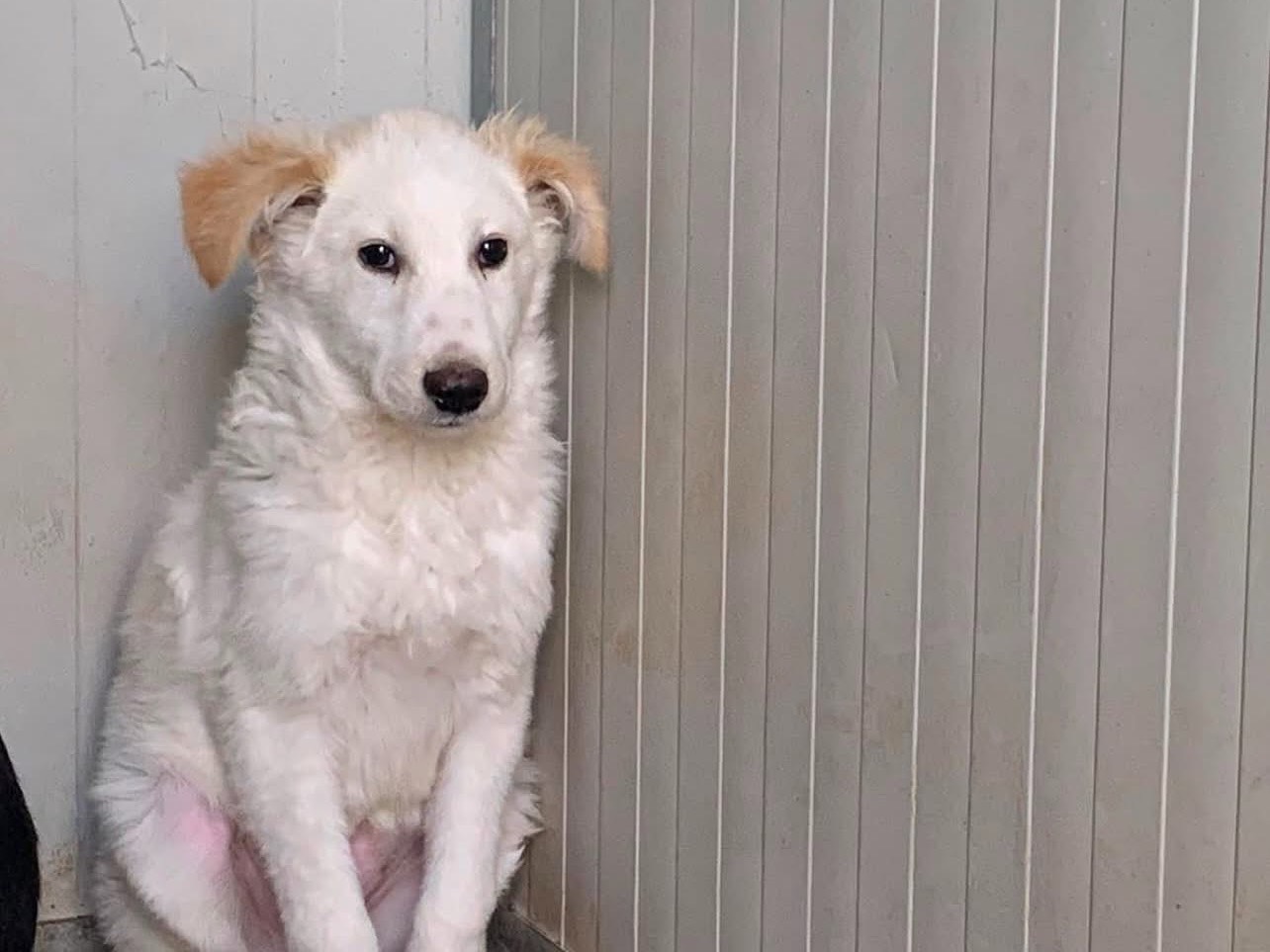 Adotta il cane Tommy a Roma