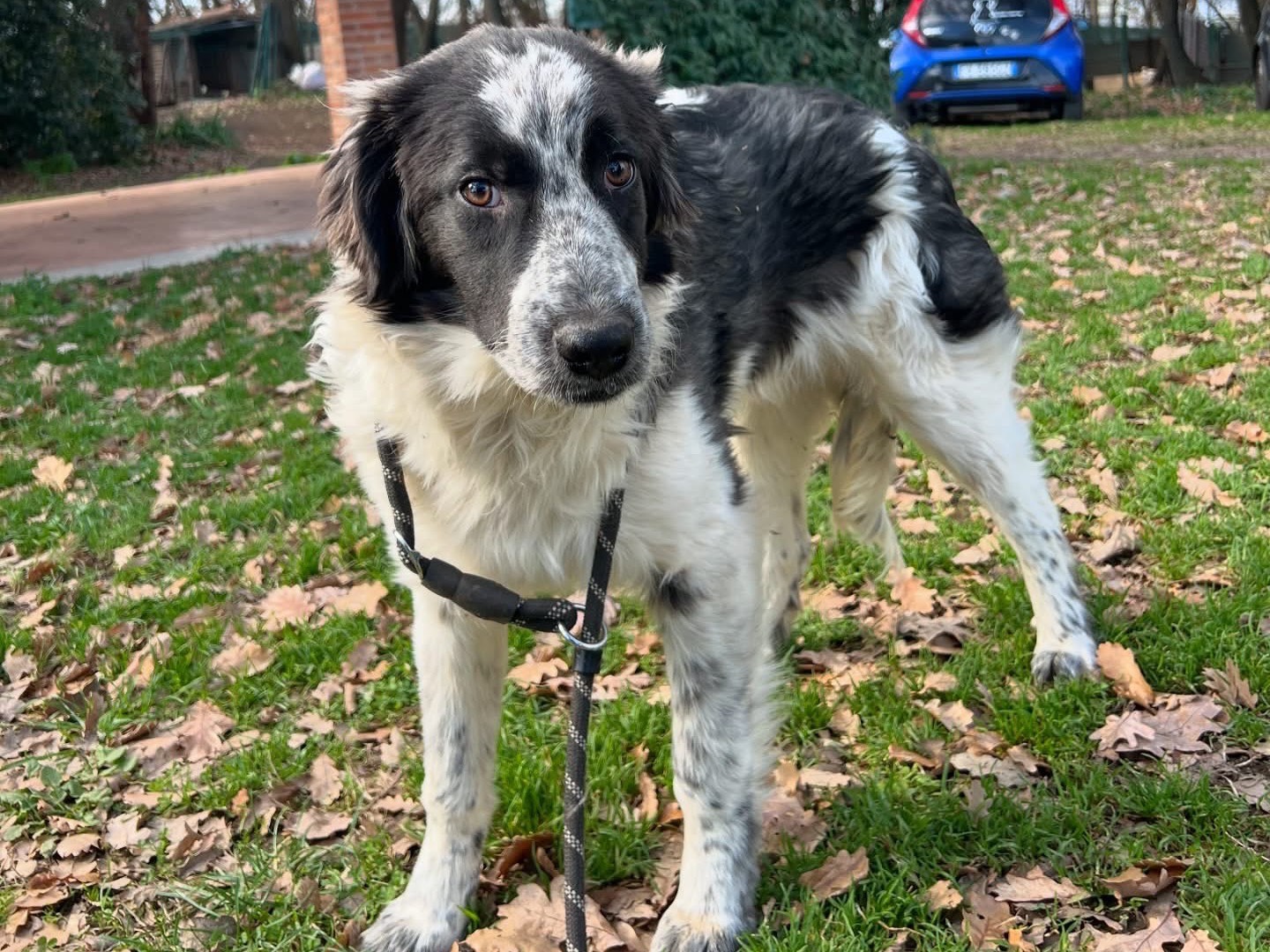 Adotta un cane, maschio, 9 mesi, Roma