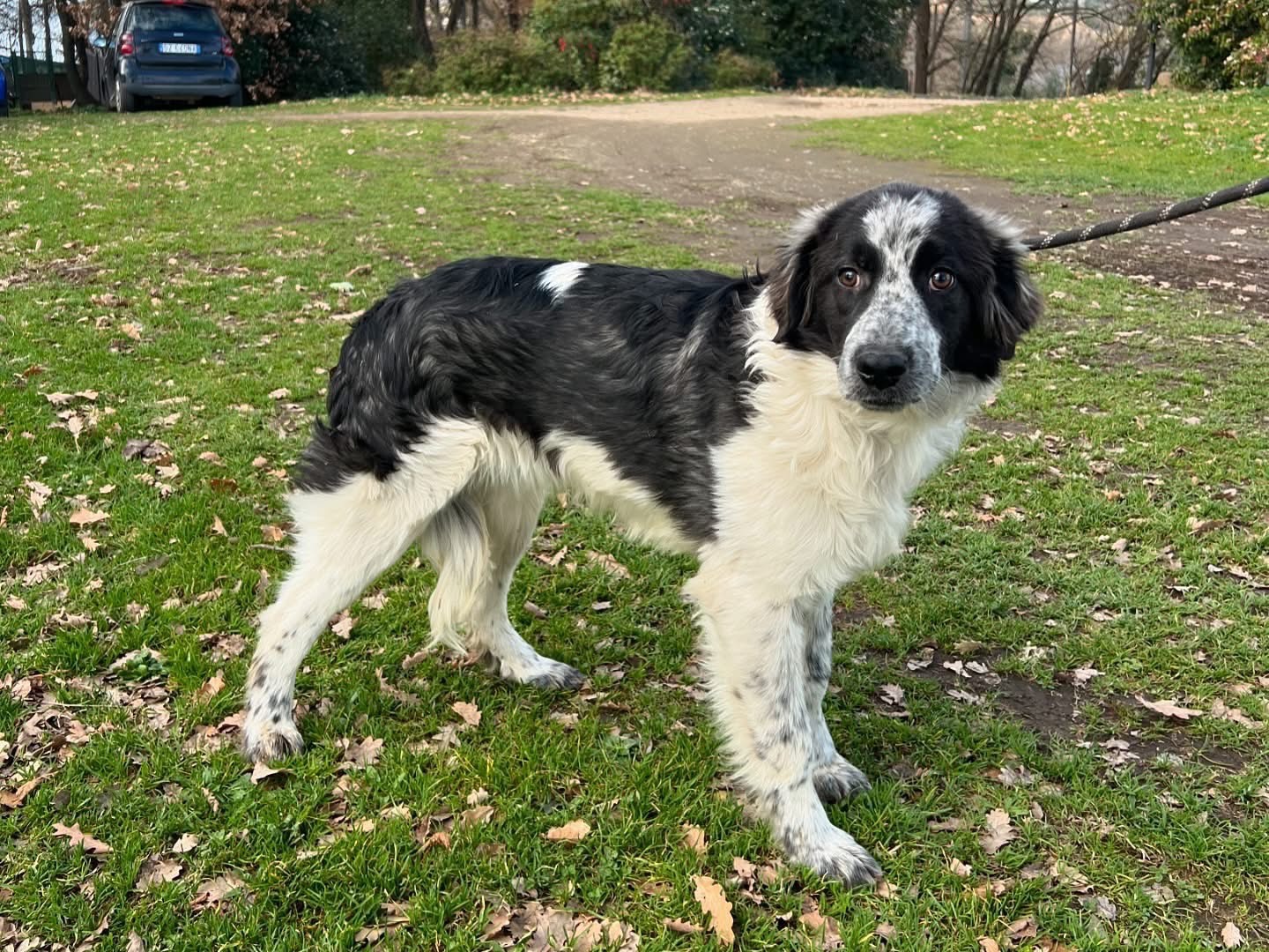 Adotta un cane, taglia piccola, maschio, Roma