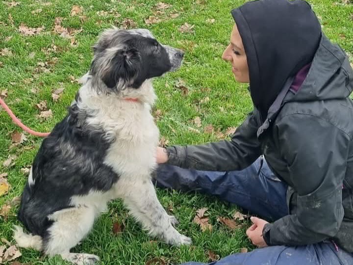 Vuoi adottare un cane a Roma?