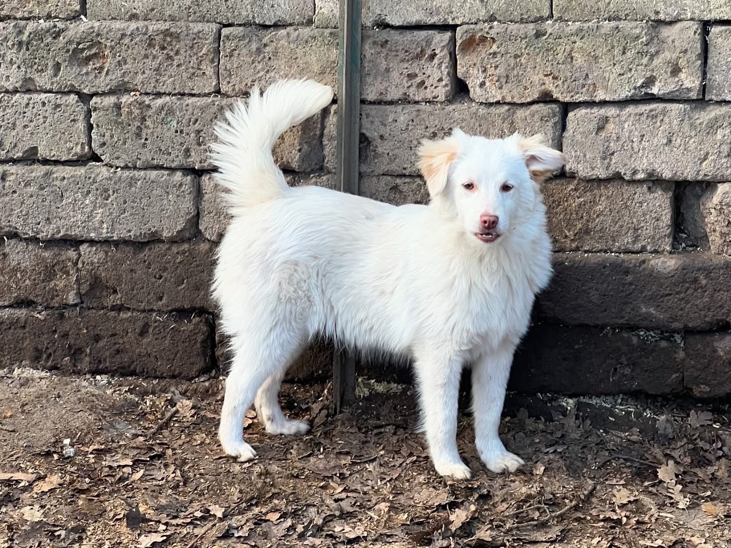 Adozione cane, maschio, Razza sconosciuta Razza sconosciuta, 8 mesi, taglia piccola, Roma