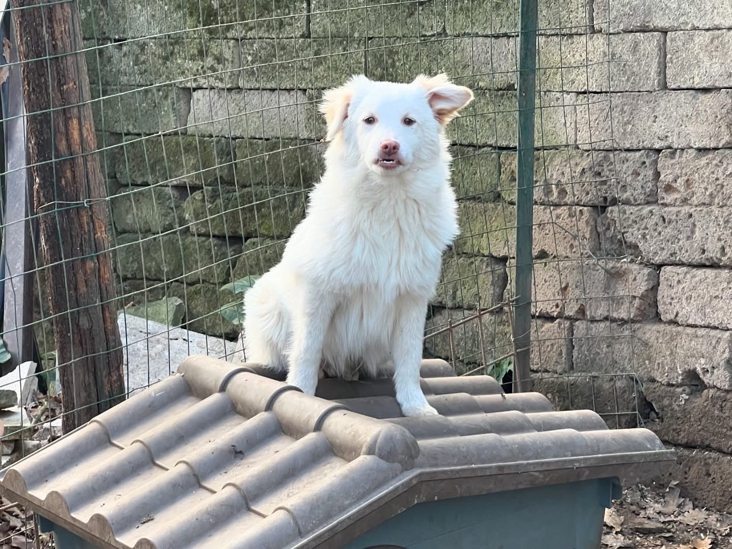 Adotta un cane, maschio, 8 mesi, Roma