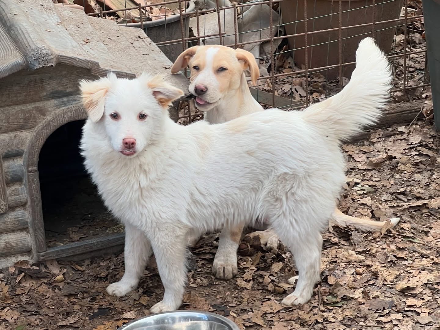 Adotta un cane, taglia piccola, maschio, Roma