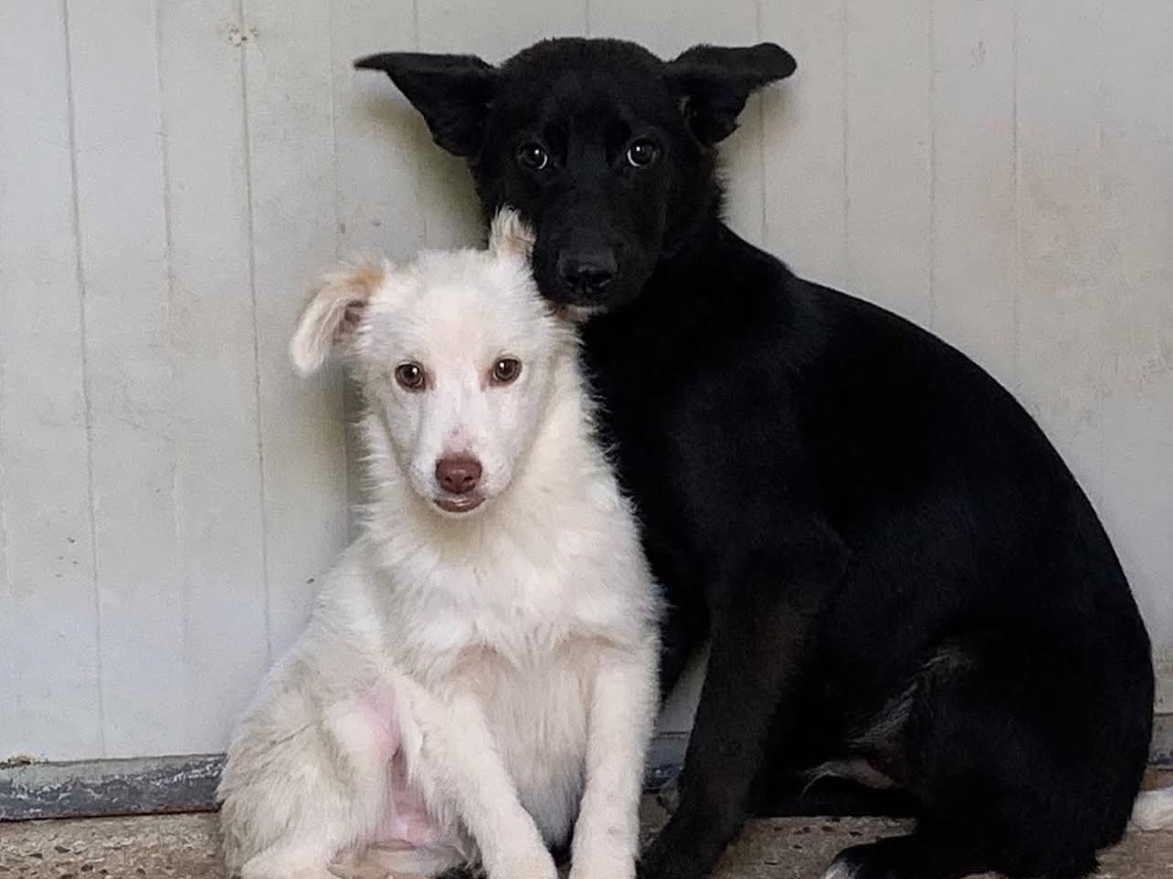 Vuoi adottare un cane a Roma?