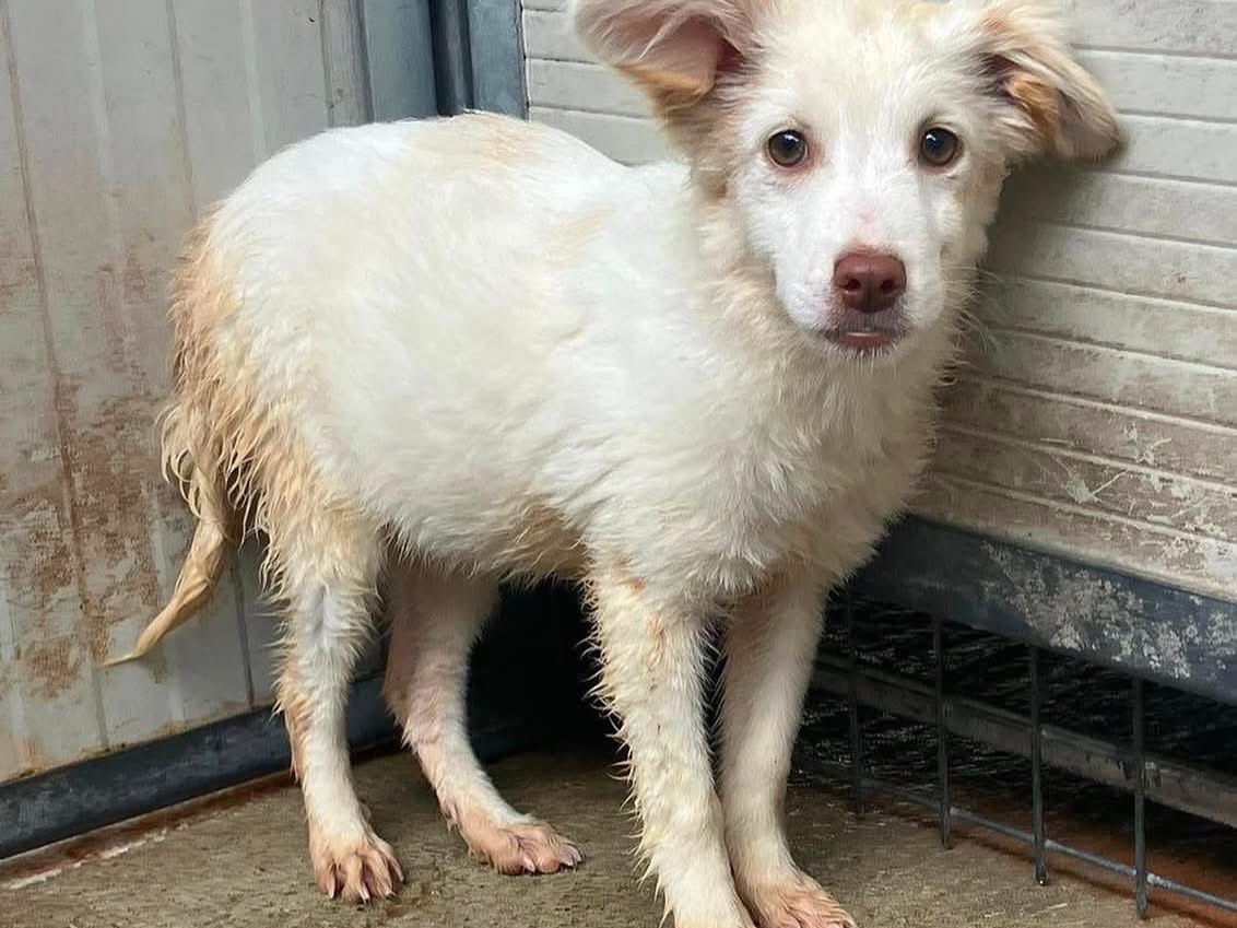 Adotta il cane Sharky a Roma