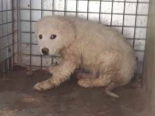 Adotta un cane, maschio, 1 mesi, Padova