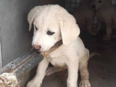 Adotta un cane, taglia media, maschio, Padova