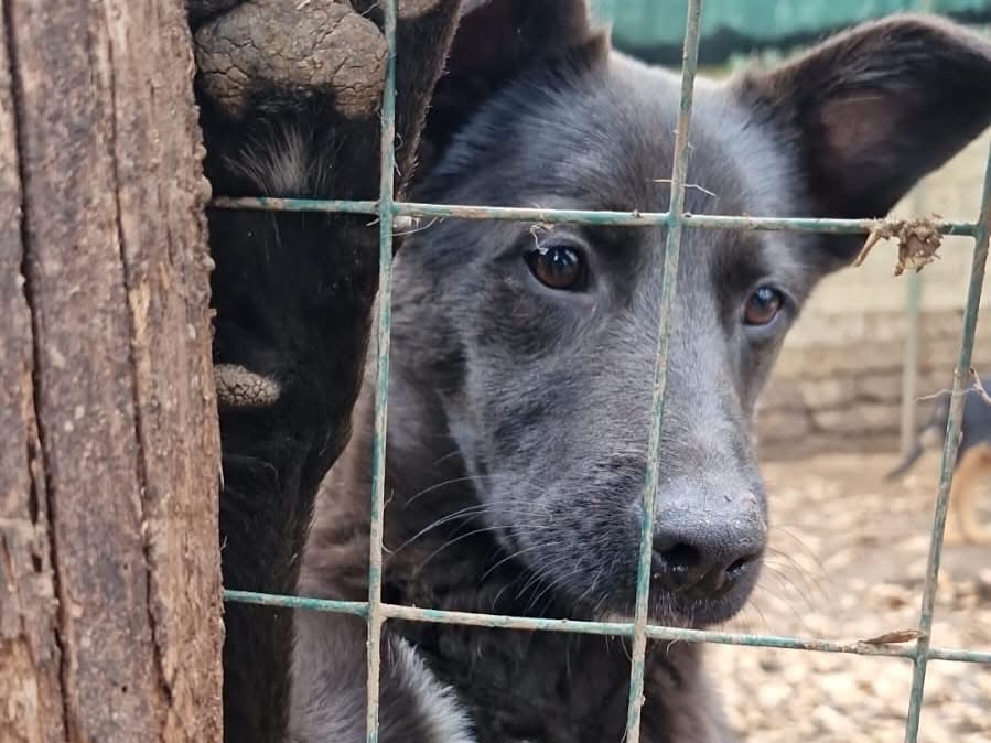 Adotta un cane, maschio, 9 mesi, Roma