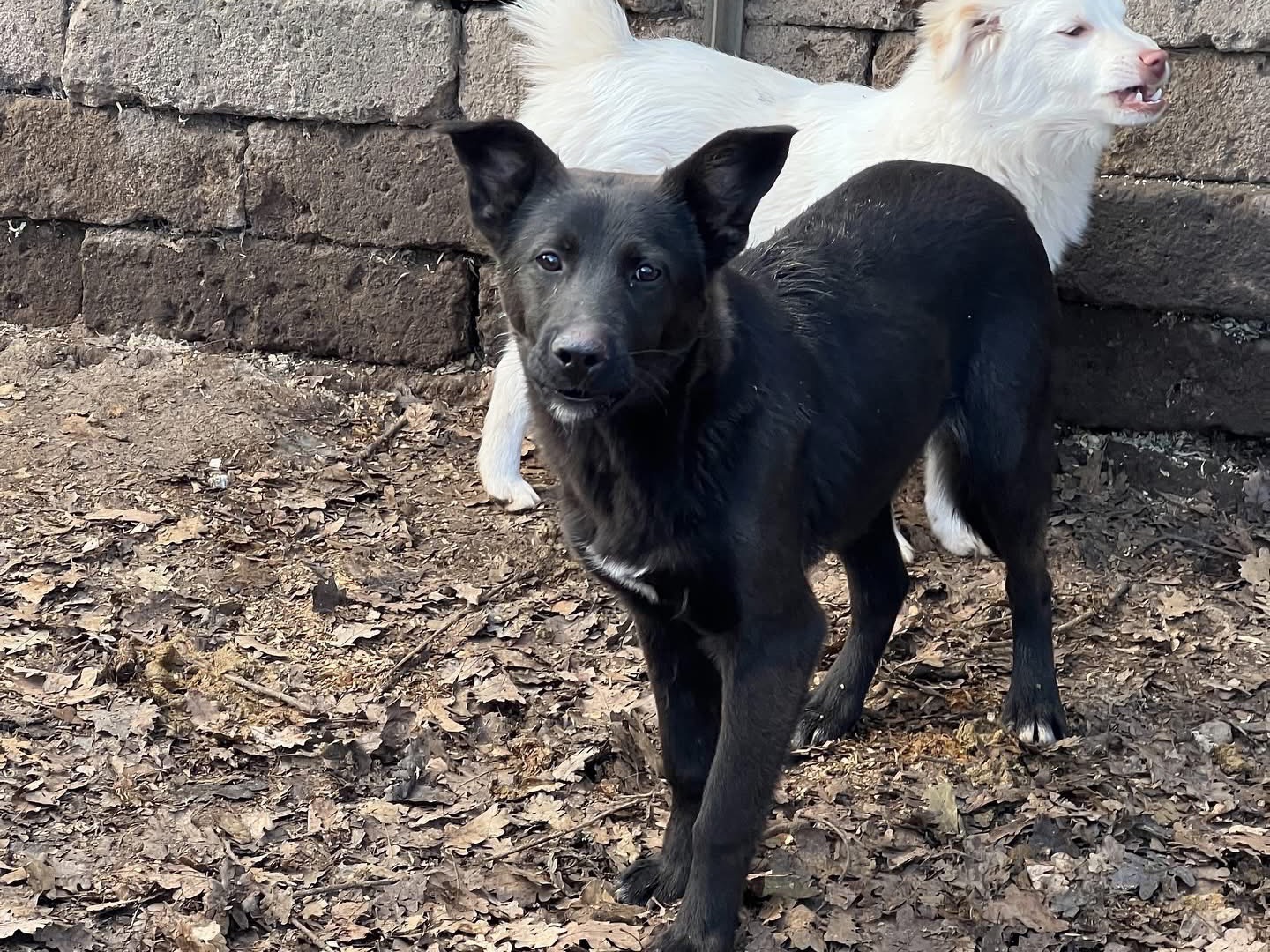Adotta un cane, taglia media contenuta, maschio, Roma