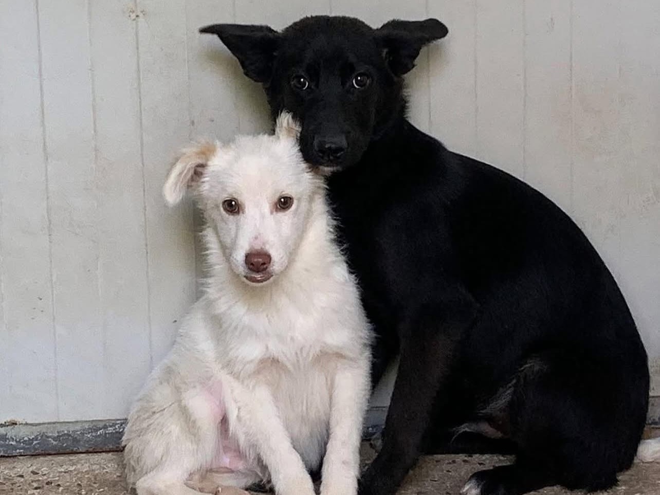 Vuoi adottare un cane a Roma?
