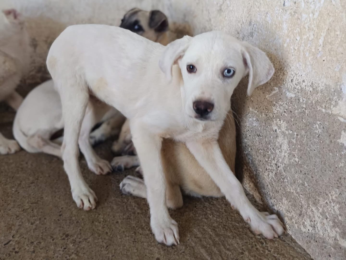 Foto dell'animale