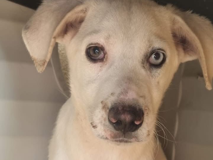Adotta un cane, maschio, 8 mesi, Roma