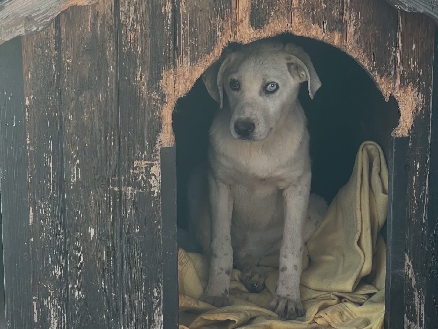 Adotta un cane, taglia piccola, maschio, Roma
