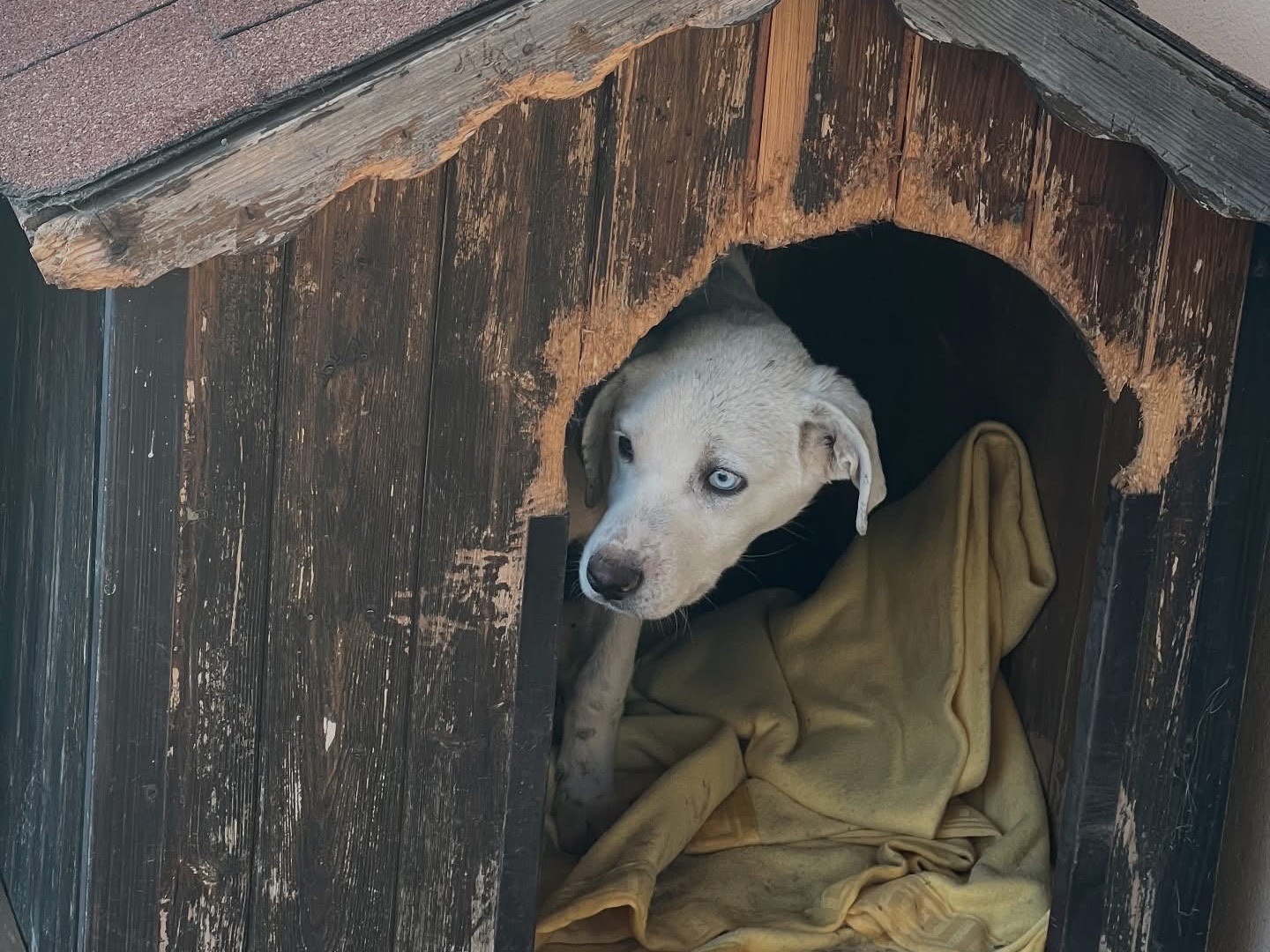 Vuoi adottare un cane a Roma?