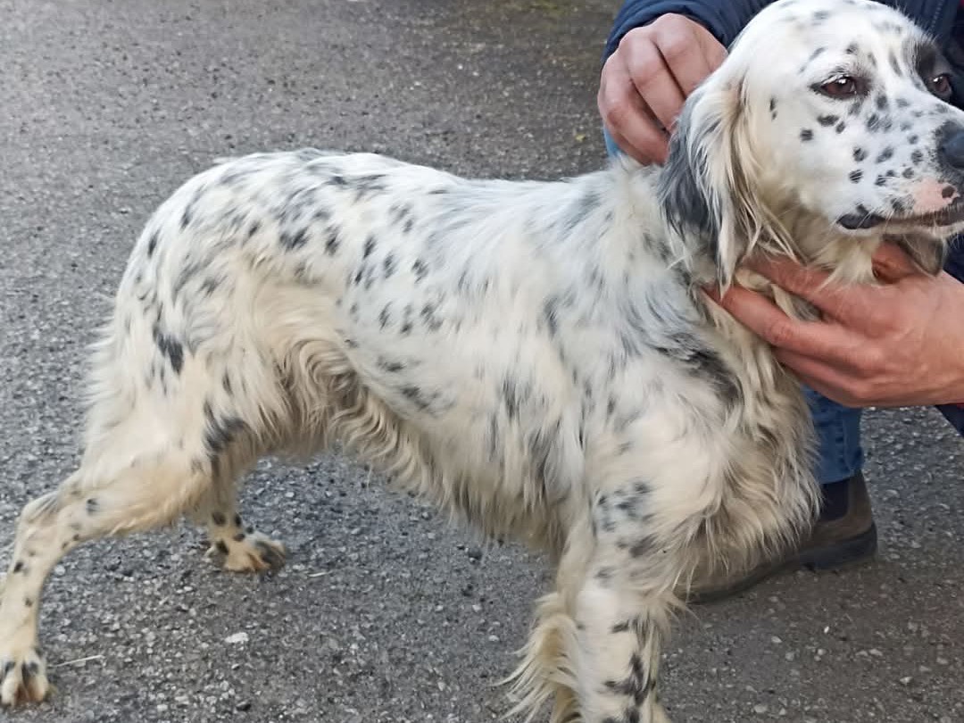 Adozione cane, femmina, Setter Inglese Razza sconosciuta, 3 anni , taglia media, Vibo
