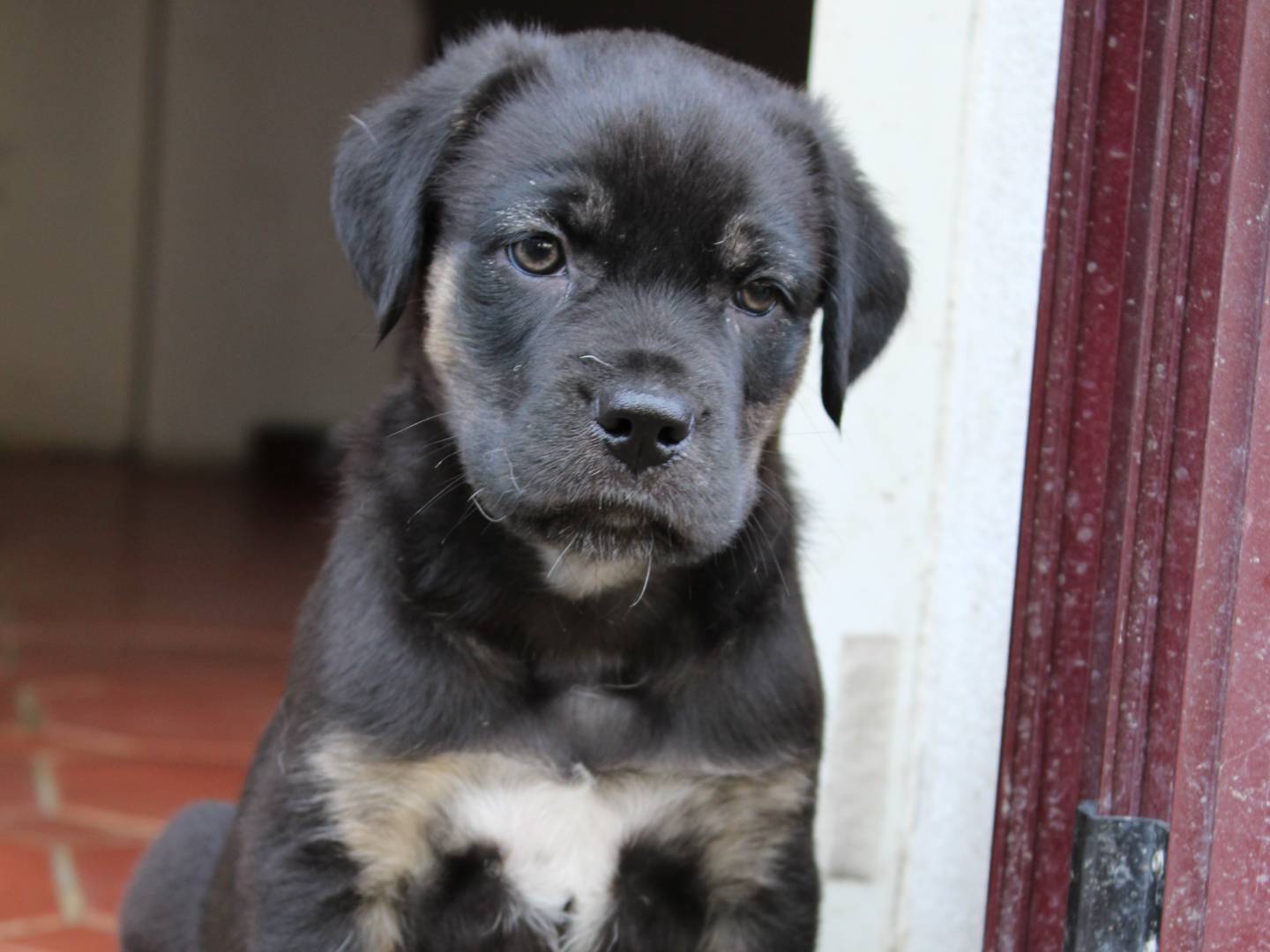 Adotta un cane, maschio, 4 mesi, Sassari