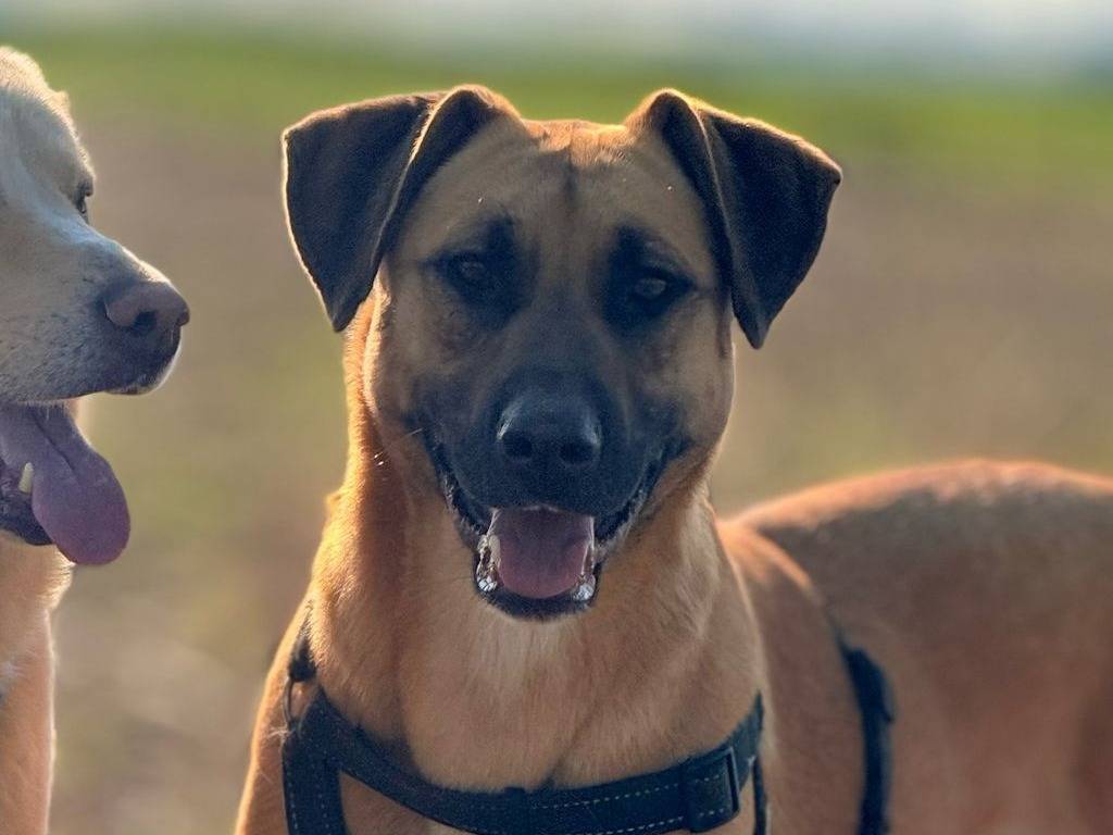Adotta un cane, femmina, 1 anno e 6 mesi , Bergamo