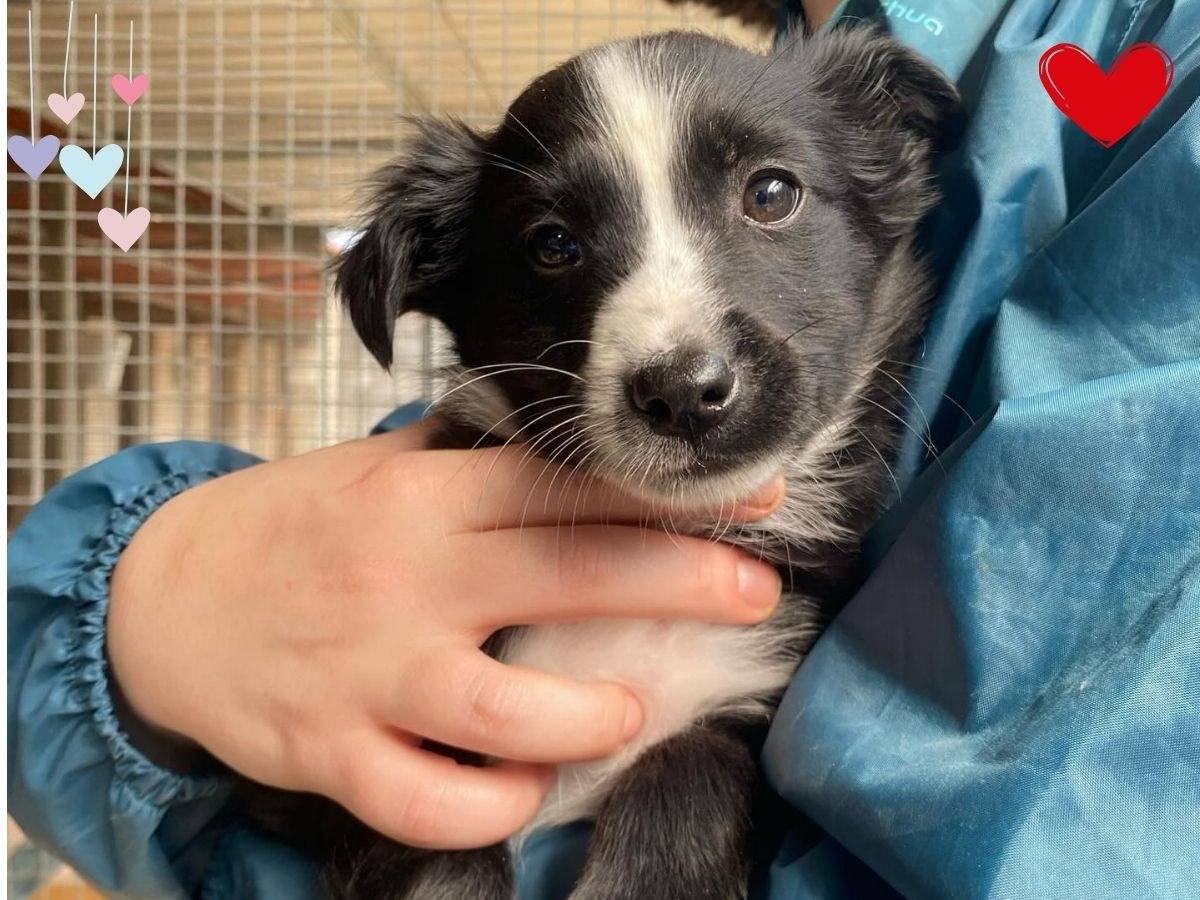 Adozione cane, maschio, Border Collie Razza sconosciuta, 2 mesi, taglia piccola, Latina