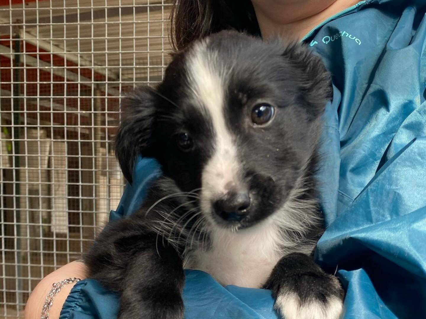 Adotta un cane, maschio, 2 mesi, Latina