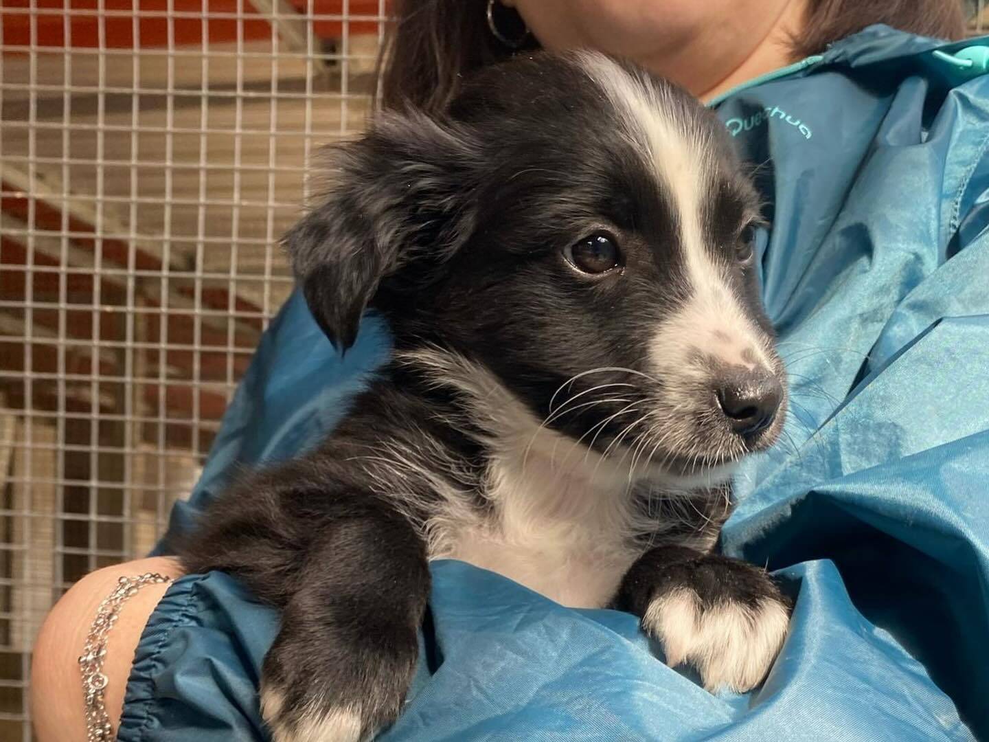 Adotta un cane, taglia piccola, maschio, Latina